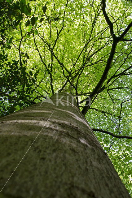 Beech (Fagus sylvatica)