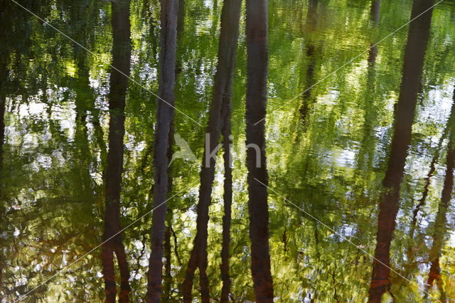 Beuk (Fagus sylvatica)