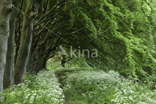 Beuk (Fagus spec.)