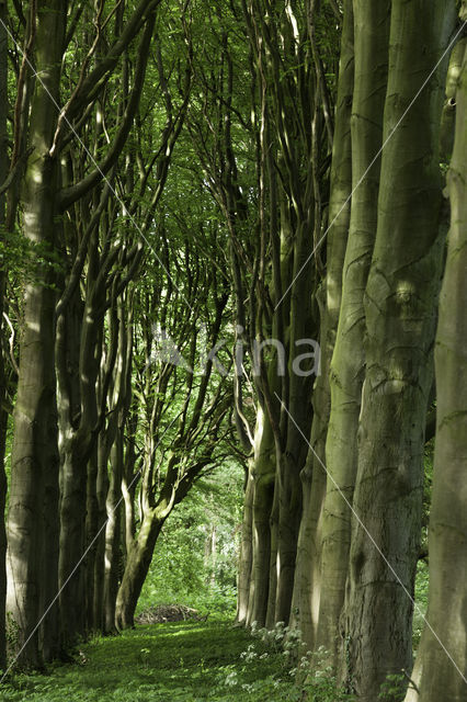 Beech (Fagus spec.)