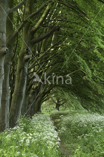 Beech (Fagus spec.)