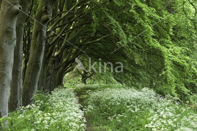 Beech (Fagus spec.)