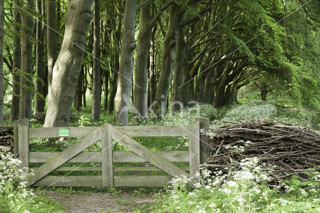 Beech (Fagus spec.)