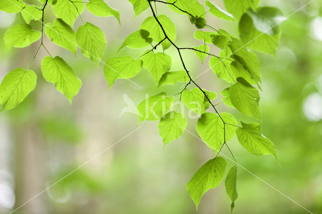 Beech (Fagus spec.)