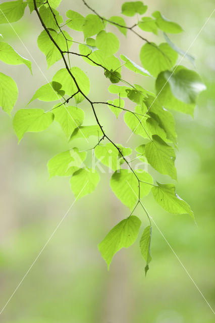 Beech (Fagus spec.)