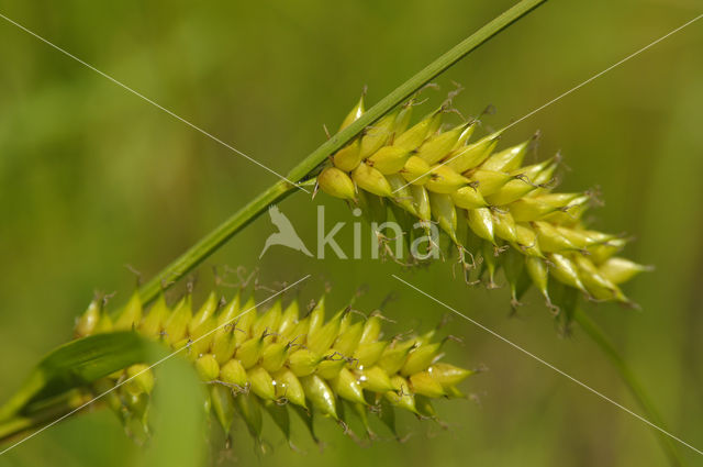 Blaaszegge (Carex vesicaria)