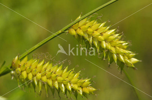 Blaaszegge (Carex vesicaria)