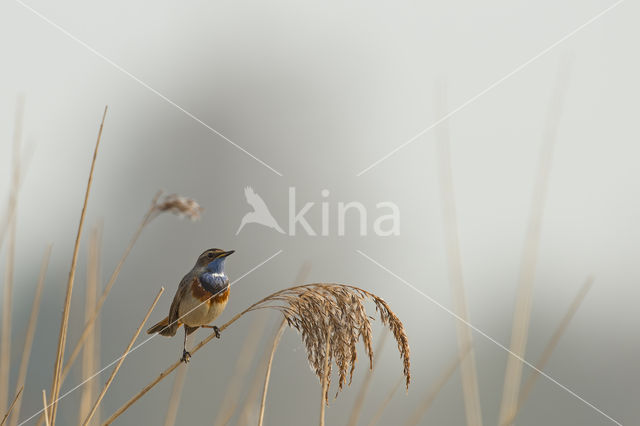 Blauwborst (Luscinia svecica)