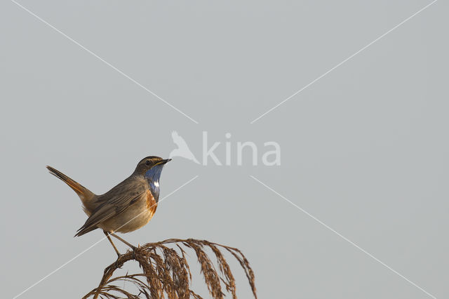 Blauwborst (Luscinia svecica)