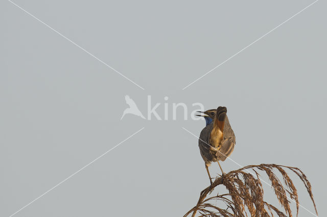 Bluethroat (Luscinia svecica)