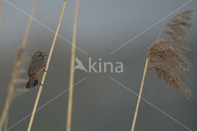 Blauwborst (Luscinia svecica)