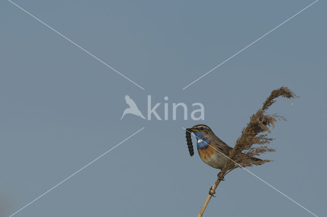 Bluethroat (Luscinia svecica)