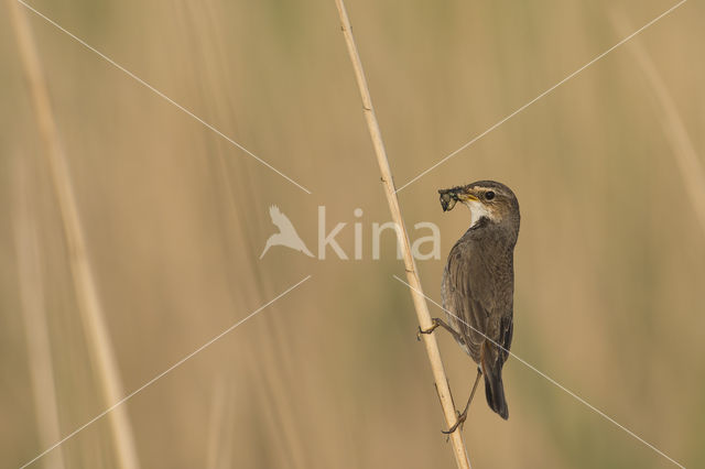 Blauwborst (Luscinia svecica)