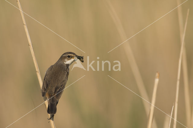 Blauwborst (Luscinia svecica)