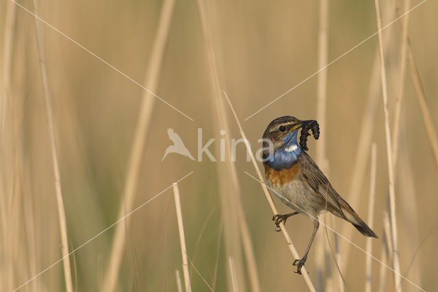 Blauwborst (Luscinia svecica)