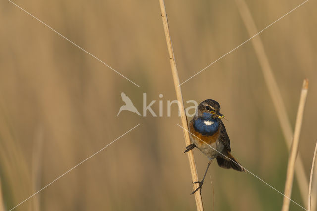 Blauwborst (Luscinia svecica)