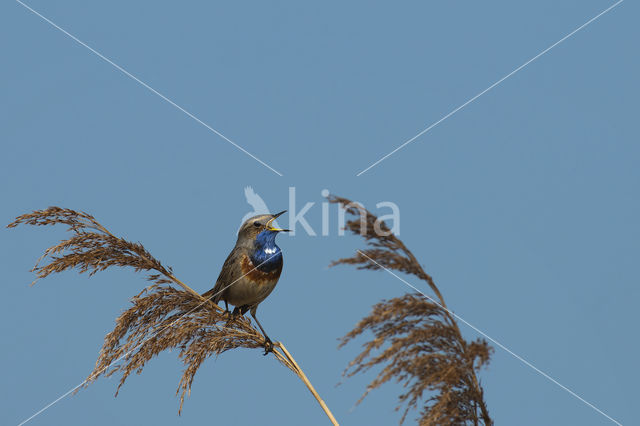 Bluethroat (Luscinia svecica)