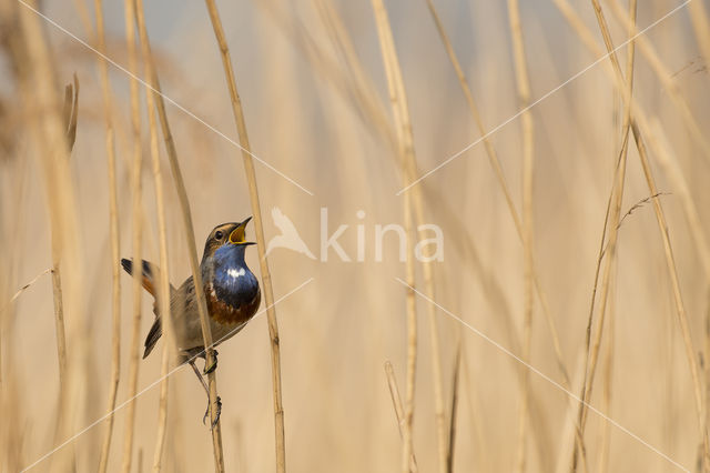 Blauwborst (Luscinia svecica)