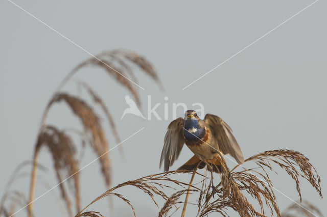 Blauwborst (Luscinia svecica)