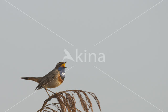 Blauwborst (Luscinia svecica)