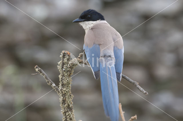 Blauwe Ekster (Cyanopica cyanus)