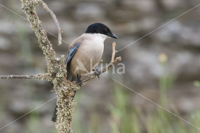 Blauwe Ekster (Cyanopica cyanus)