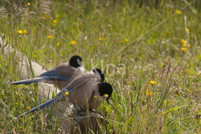 Blauwe Ekster (Cyanopica cyanus)