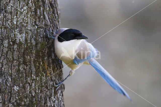 Blauwe Ekster (Cyanopica cyanus)