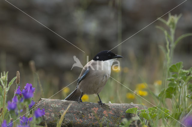 Blauwe Ekster (Cyanopica cyanus)