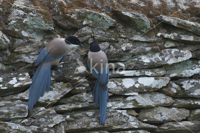 Blauwe Ekster (Cyanopica cyanus)