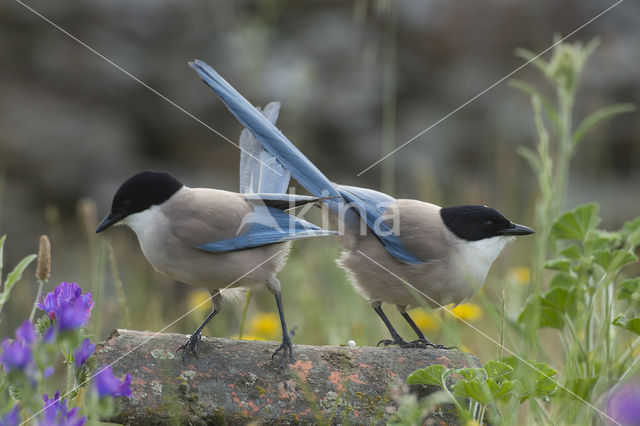 Blauwe Ekster (Cyanopica cyanus)