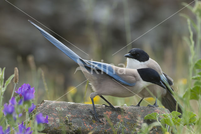 Blauwe Ekster (Cyanopica cyanus)