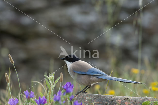 Blauwe Ekster (Cyanopica cyanus)