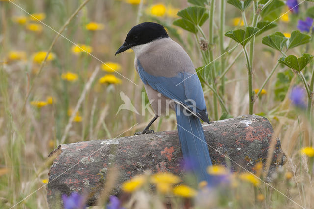 Blauwe Ekster (Cyanopica cyanus)