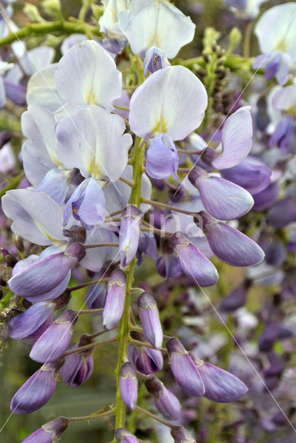 Blauwe regen (Wisteria sinensis)