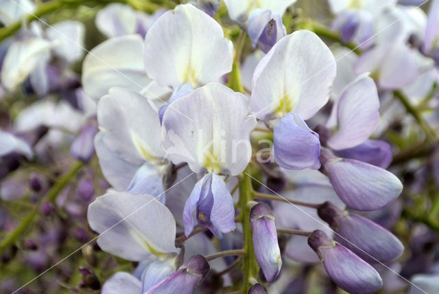 Blauwe regen (Wisteria sinensis)