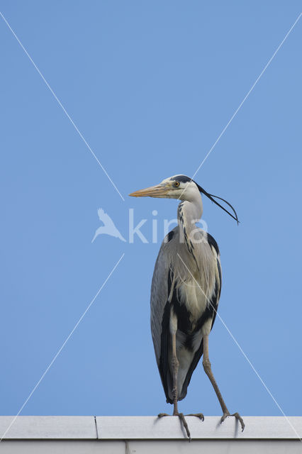 Grey Heron (Ardea cinerea)