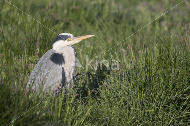 Blauwe Reiger (Ardea cinerea)