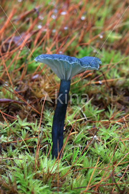 Omphalina chlorocyanea