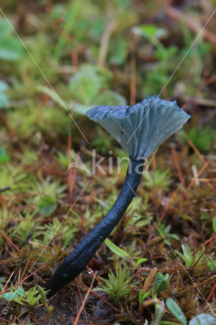 Blauwgroen trechtertje (Omphalina chlorocyanea)