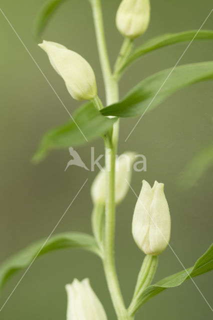 Bleek bosvogeltje (Cephalanthera damasonium)