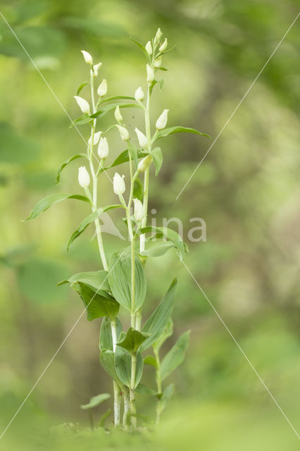 Bleek bosvogeltje (Cephalanthera damasonium)