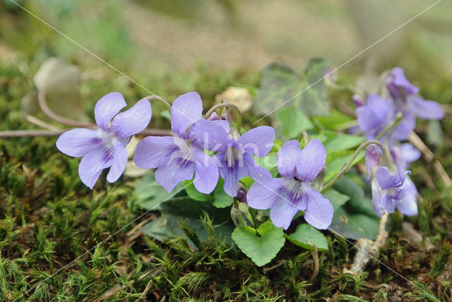 Bleeksporig bosviooltje (Viola riviniana)