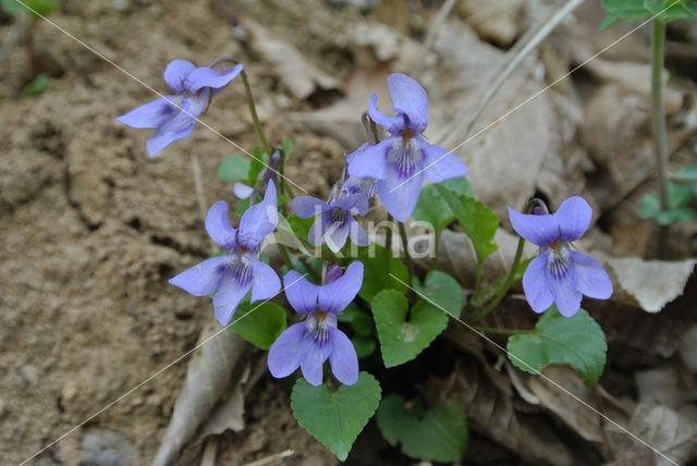 Bleeksporig bosviooltje (Viola riviniana)