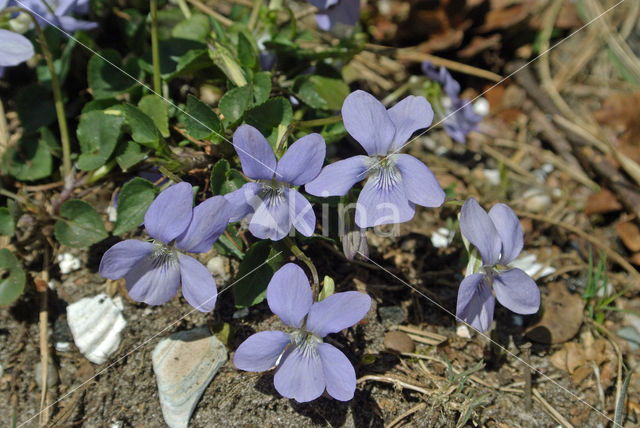 Bleeksporig bosviooltje (Viola riviniana)