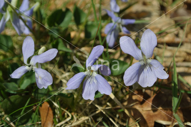 Bleeksporig bosviooltje (Viola riviniana)