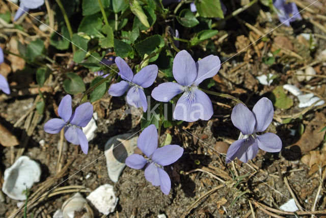 Bleeksporig bosviooltje (Viola riviniana)