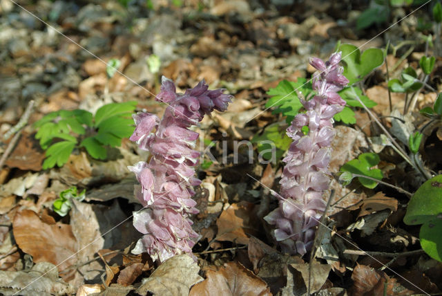 Bleke schubwortel (Lathraea squamaria)