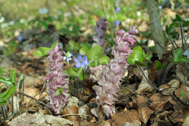 Toothwort (Lathraea squamaria)