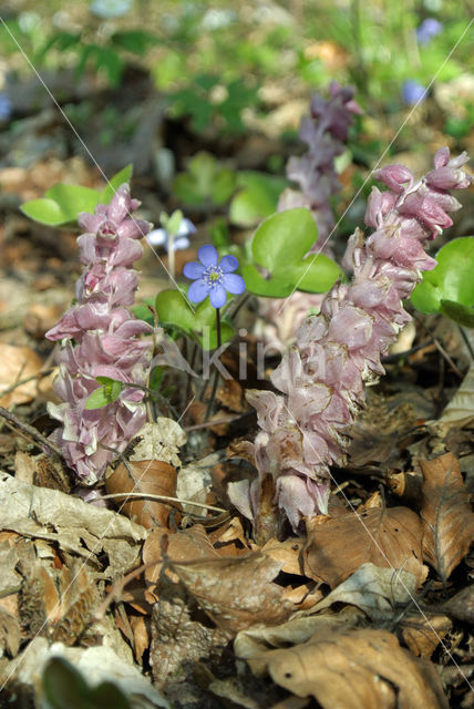 Bleke schubwortel (Lathraea squamaria)